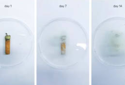 fungi-futures, somerset house, london