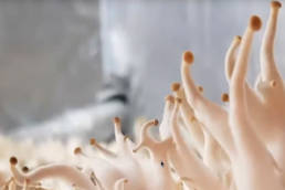 fungi-futures, somerset house, london