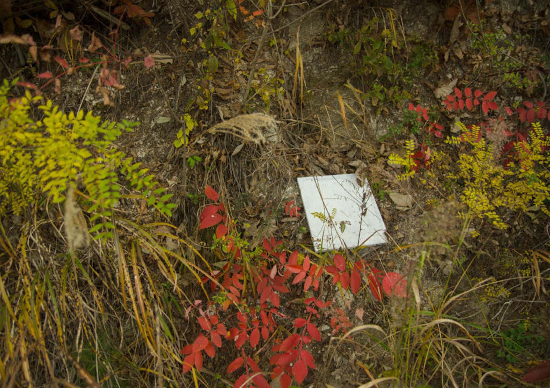 Patrick M. Lydon, Forest is the Artist, Symbioscene, Symbiocene