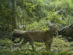 Chiquitania-Senckenberg-Symbioscene