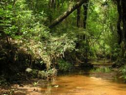 Chiquitania-Senckenberg-Symbioscene