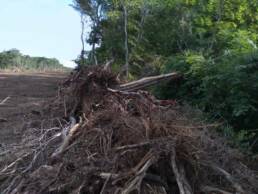 Chiquitania-Senckenberg-Symbioscene