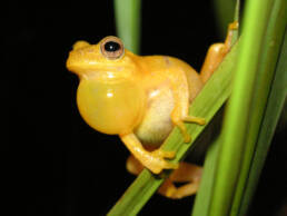 Chiquitania-Senckenberg-Symbioscene