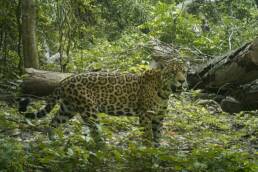 Chiquitania-Senckenberg-Symbioscene