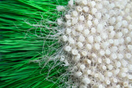 Zena Holloway - Rootful, Ingrid Ruegemer, Symbioscene, Symbiocene