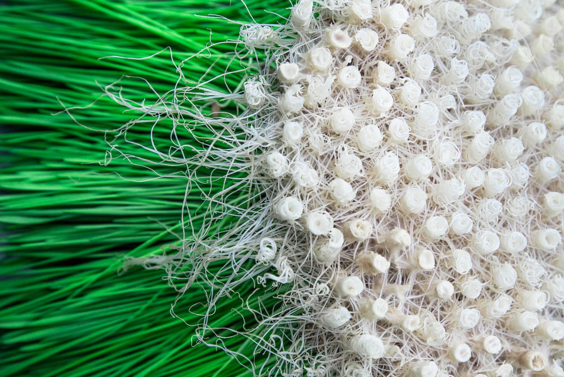 Zena Holloway - Rootful, Ingrid Ruegemer, Symbioscene, Symbiocene