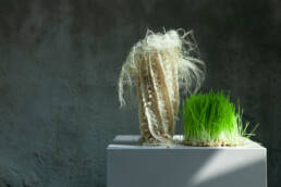 Zena Holloway - Rootful, Ingrid Ruegemer, Symbioscene, Symbiocene