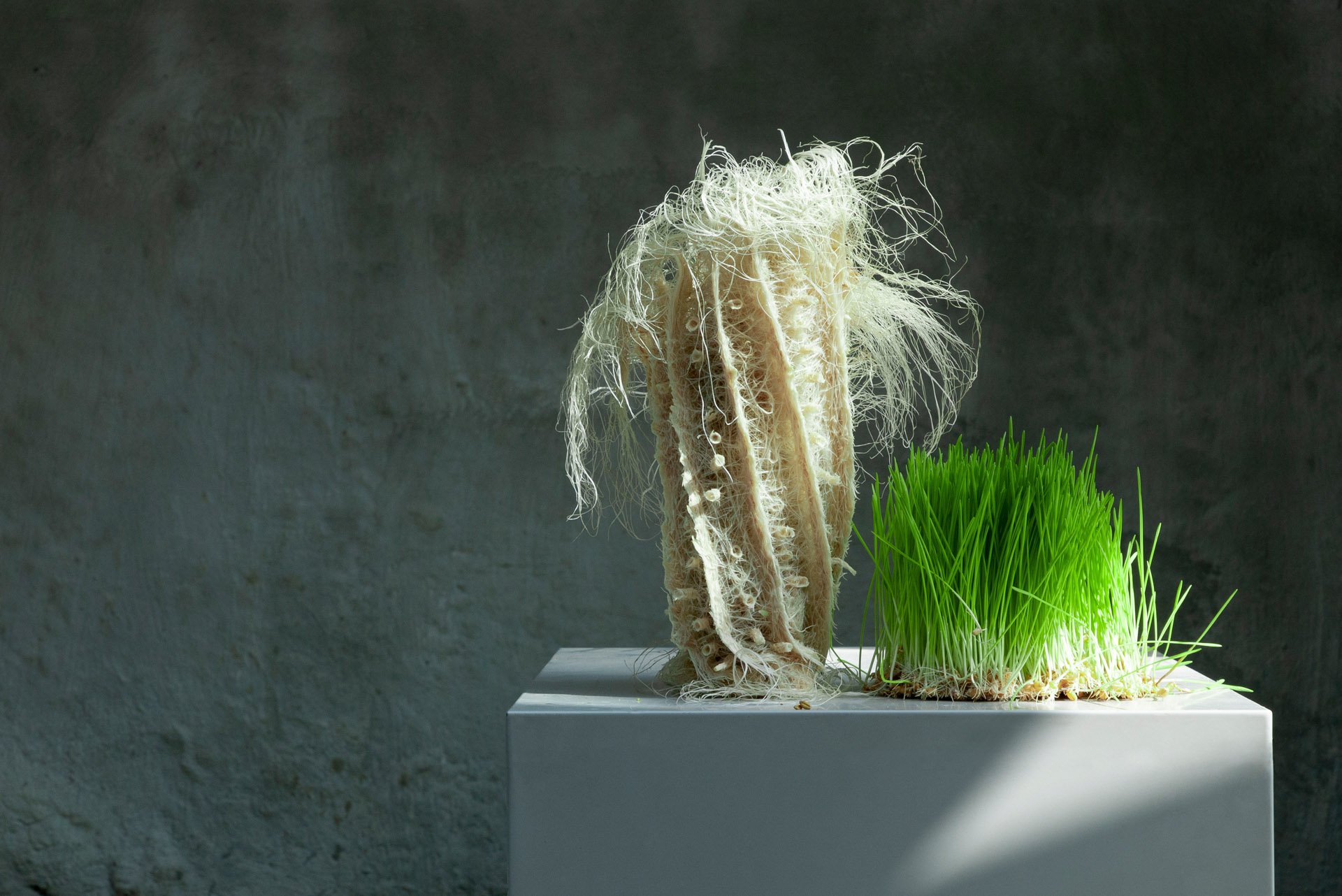 Zena Holloway - Rootful, Ingrid Ruegemer, Symbioscene, Symbiocene