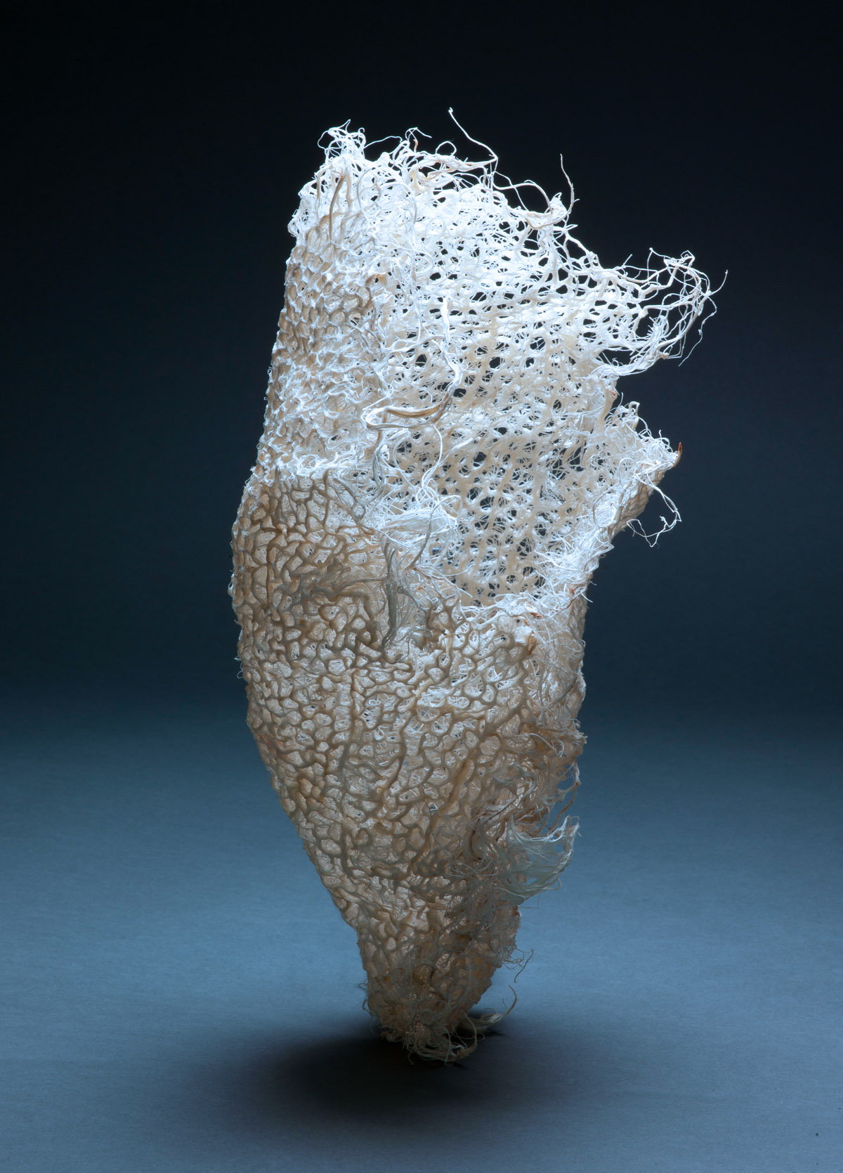 Zena Holloway - Rootful, Ingrid Ruegemer, Symbioscene, Symbiocene