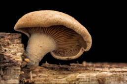 Fungi-Art-Science, Vera Meyer, anthrotopia, Ingrid Ruegemer, Prof. Oliver Szasz