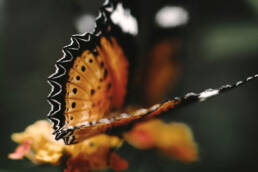 Transpecies Design: A New Framework for Sustainable and Inclusive Practice, Prof. Oliver Szasz, Anthrotopia