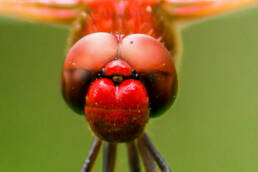 NON-REPRESENTATIONAL AND MORE-THAN-HUMAN RESEARCH, Phillip Vannini, Prof. Oliver Szasz, Anthrotopia