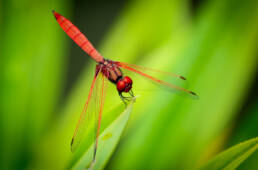 NON-REPRESENTATIONAL AND MORE-THAN-HUMAN RESEARCH, Phillip Vannini, Prof. Oliver Szasz, Anthrotopia