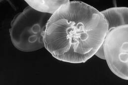 More-Than-Human Aesthetics: Venturing Beyond the Bifurcation of Nature; Prof. Oliver Szasz, Anthrotopia